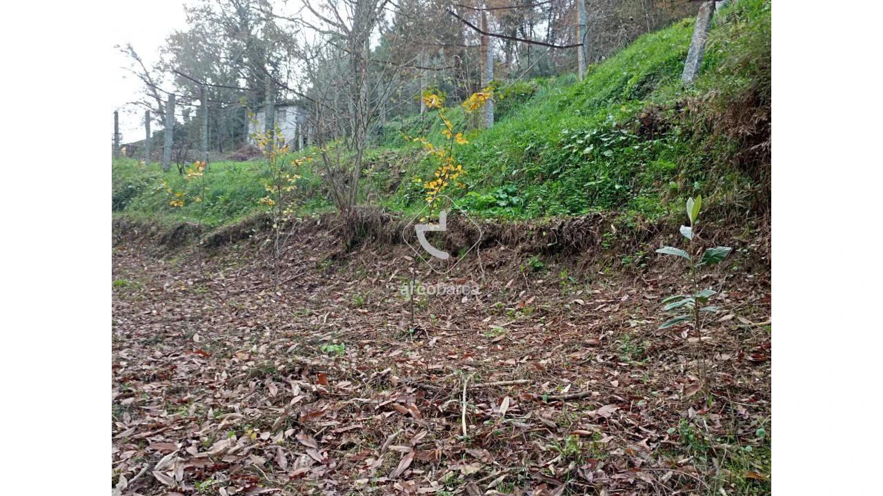 Terreno para Venda em Távora (Santa Maria e São Vicente) Foto 9