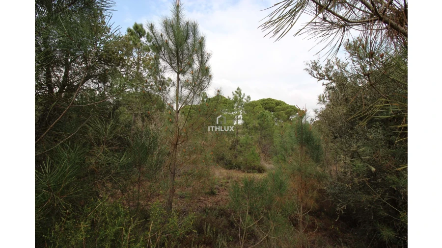 Quinta para Venda em Melides Foto 22