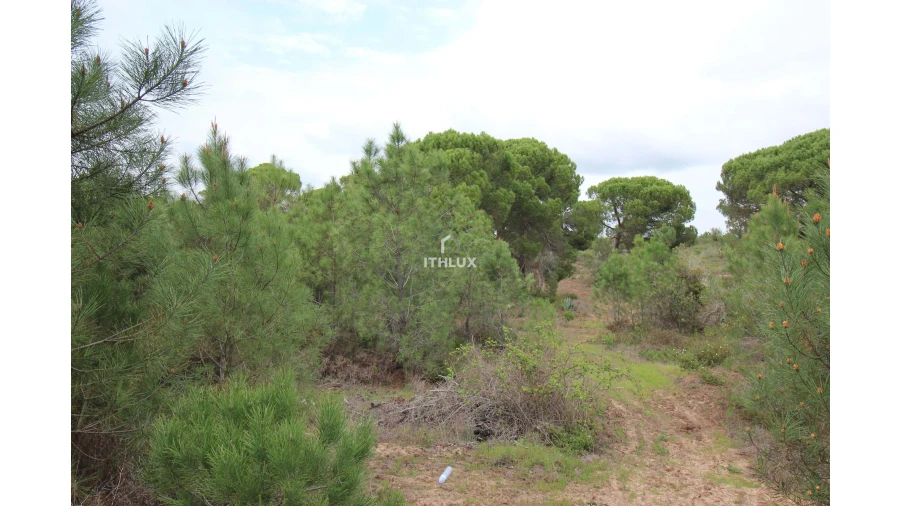 Quinta para Venda em Melides Foto 19