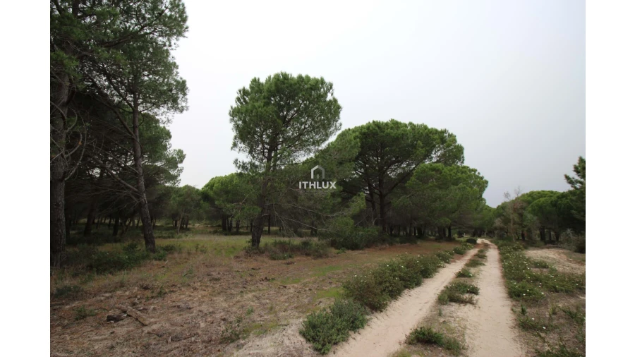 Quinta para Venda em Melides Foto 29