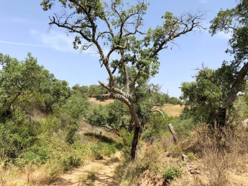 Quinta para Venda em São Francisco da Serra