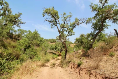 Quinta para Venda em São Francisco da Serra