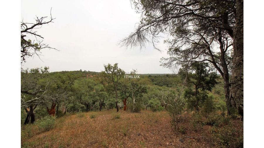 Quinta para Venda em São Francisco da Serra Foto 15