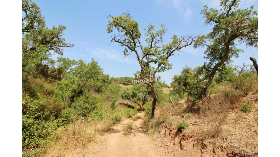 Quinta para Venda em São Francisco da Serra Foto 29