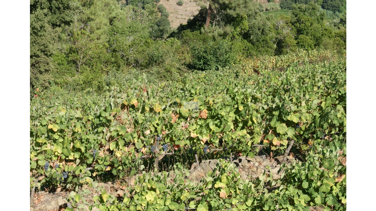 Quinta T6 para Venda em Poiares Foto 14