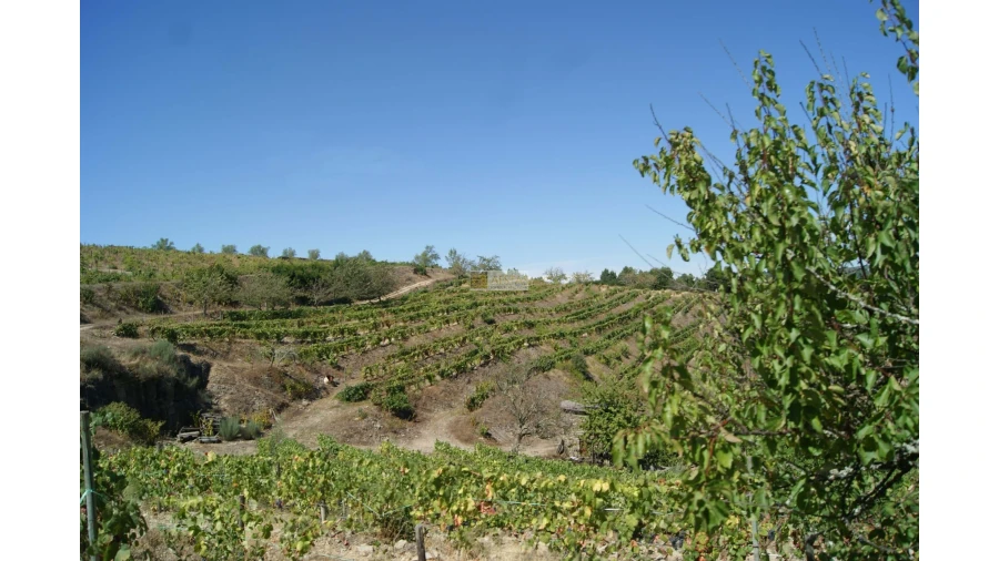 Quinta T6 para Venda em Poiares Foto 2