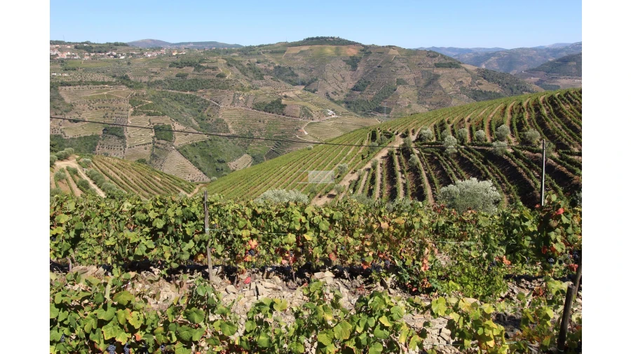 Quinta T6 para Venda em Poiares