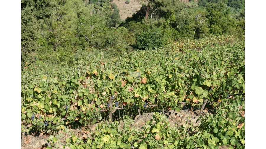 Quinta T6 para Venda em Poiares Foto 14