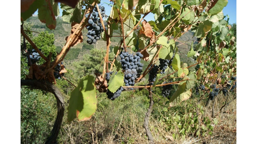Quinta T6 para Venda em Poiares Foto 15