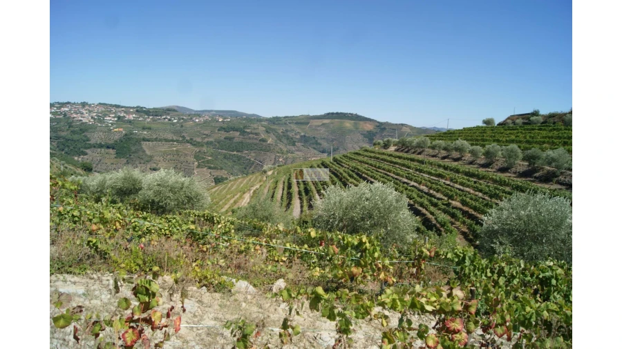 Quinta T6 para Venda em Poiares Foto 3