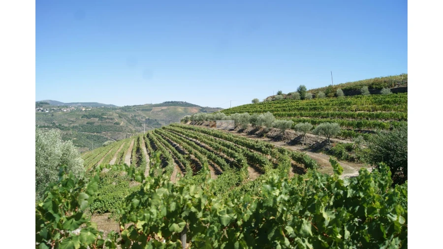 Quinta T6 para Venda em Poiares Foto 4