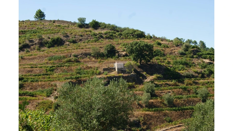 Quinta T6 para Venda em Poiares Foto 10