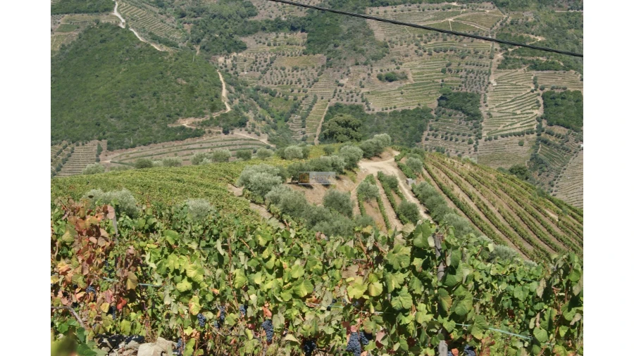 Quinta T6 para Venda em Poiares Foto 5