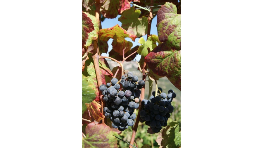 Quinta T6 para Venda em Poiares Foto 7