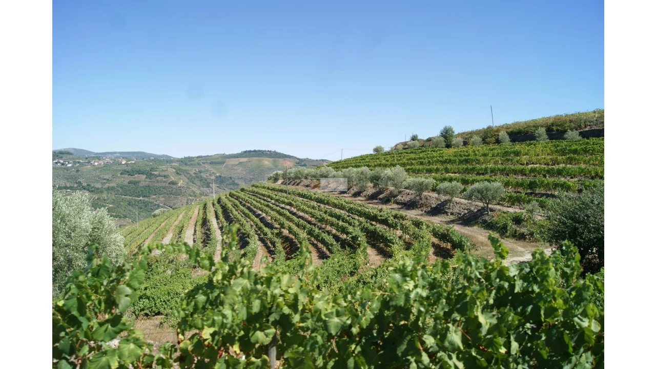 Quinta T6 para Venda em Poiares Foto 4