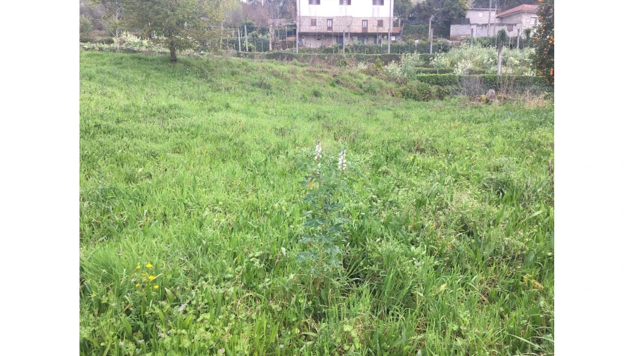 Terreno para Venda em Ponte da Barca, V.N. Muía, Paço Vedro Magalhães Foto 3