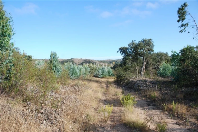 Terreno Agricola ou Rústico para Venda em Vila do Bispo e Raposeira Foto 11