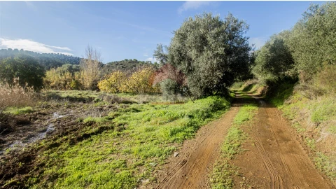 Terreno Agricola ou Rústico para Venda em Alcoutim e Pereiro