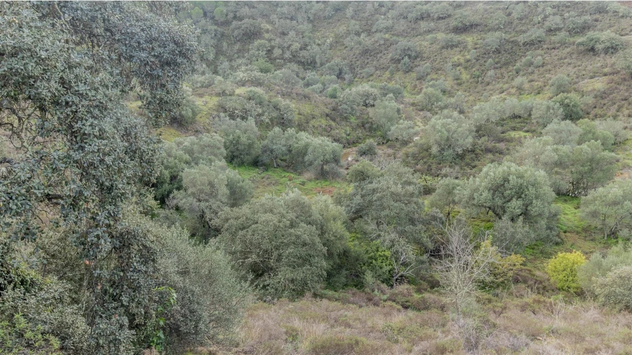 Terreno Agricola ou Rústico para Venda em Alcoutim e Pereiro Foto 7