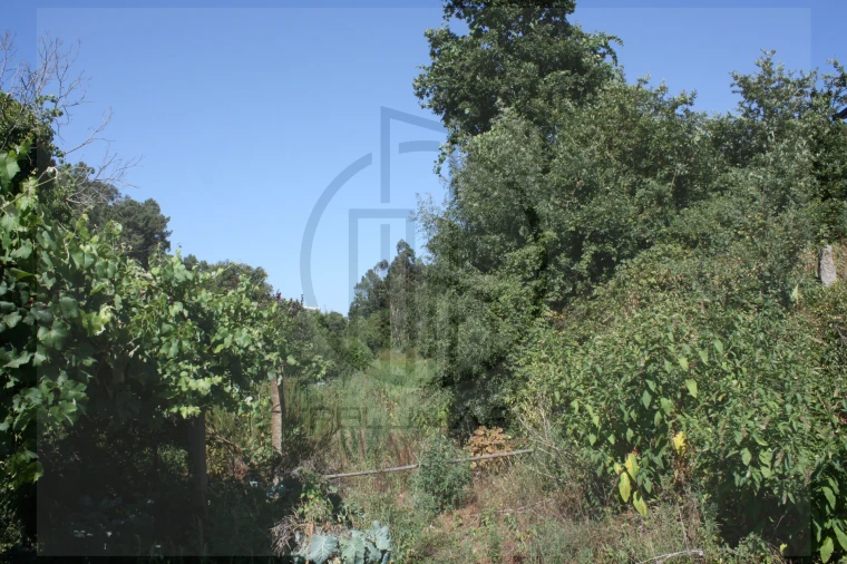 Terreno Agricola ou Rústico para Venda em Avidos e Lagoa Foto 4