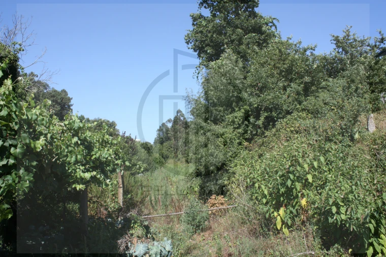 Terreno Agricola ou Rústico para Venda em Avidos e Lagoa Foto 3