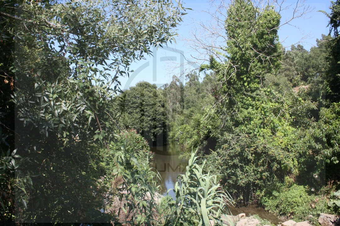 Terreno Agricola ou Rústico para Venda em Avidos e Lagoa Foto 5