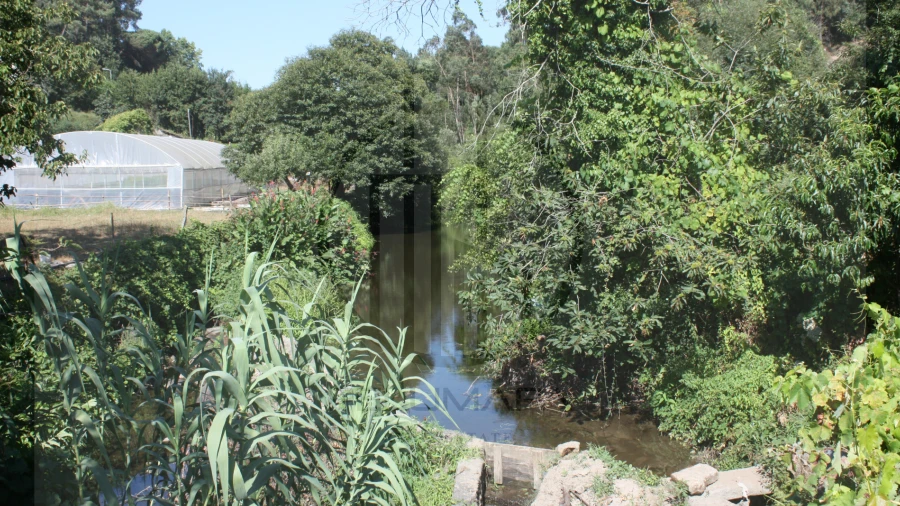 Terreno Agricola ou Rústico para Venda em Avidos e Lagoa