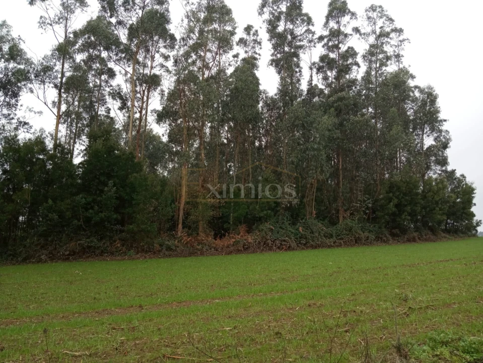 Terreno para Venda em Aveleda Foto 1