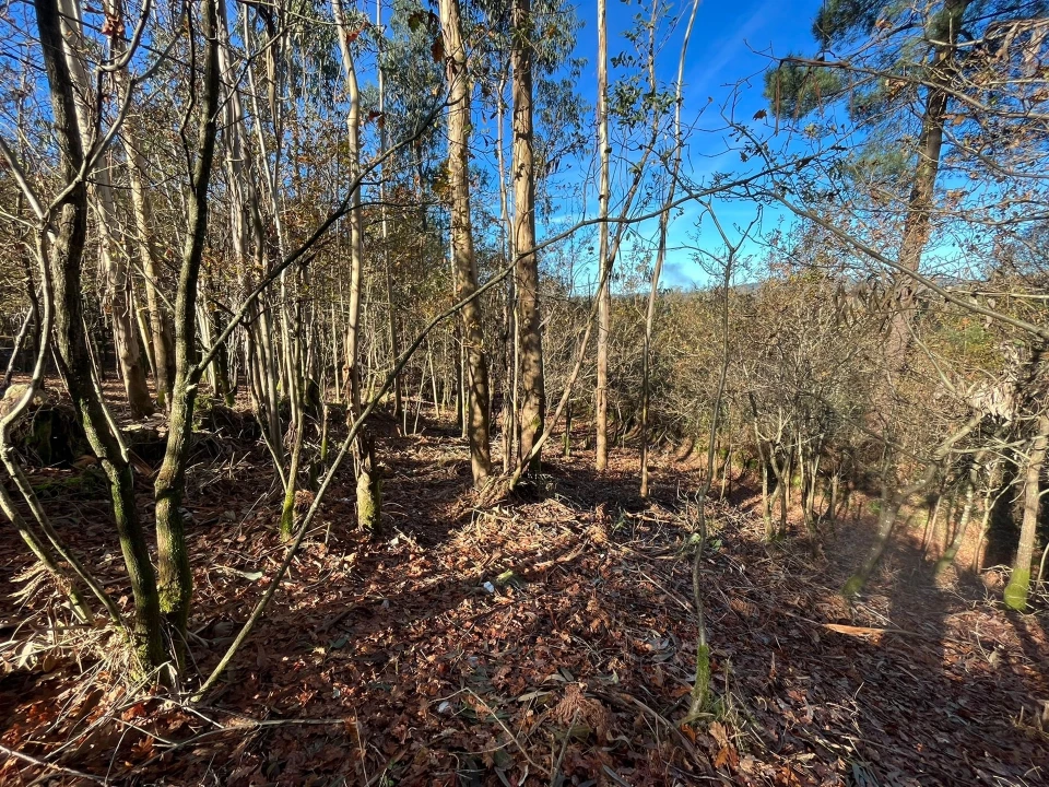 Terreno para Venda em Carvalhosa Foto 3