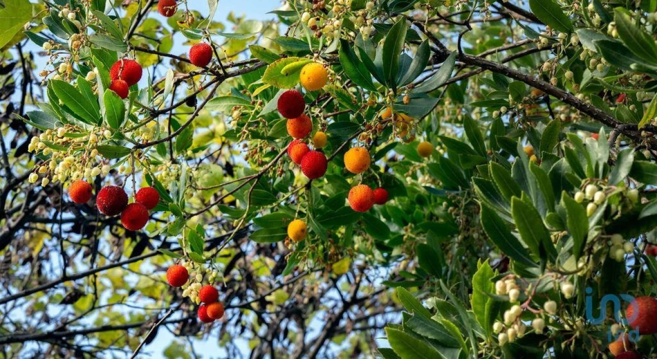 Terreno para Venda em Marmelete Foto 11