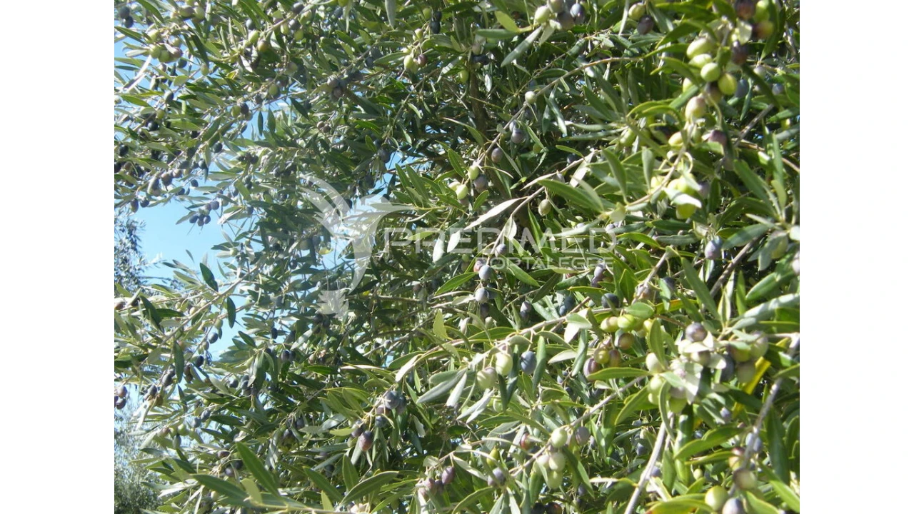 Terreno para Venda em Espírito Santo, Nossa Senhora da Graça e São Simão Foto 12