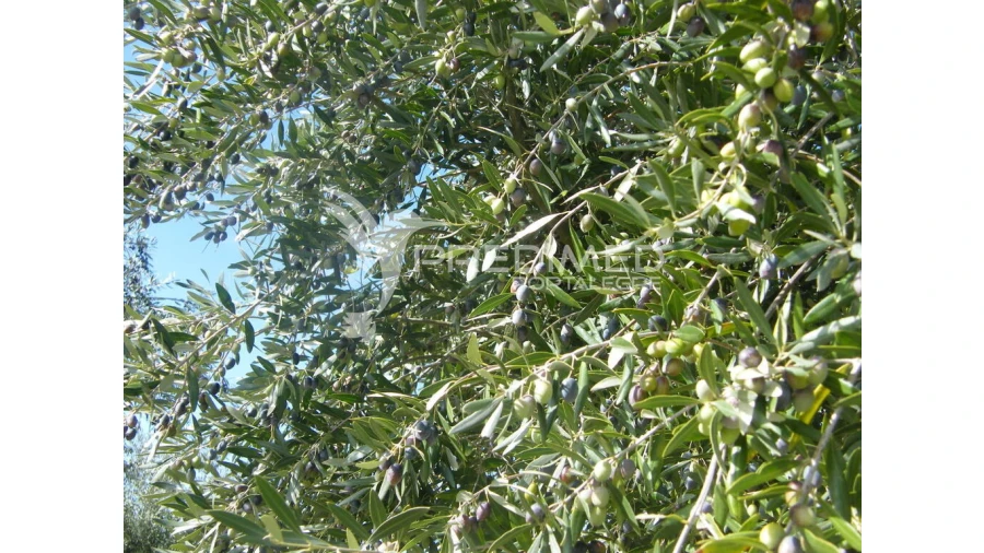 Terreno para Venda em Espírito Santo, Nossa Senhora da Graça e São Simão Foto 12