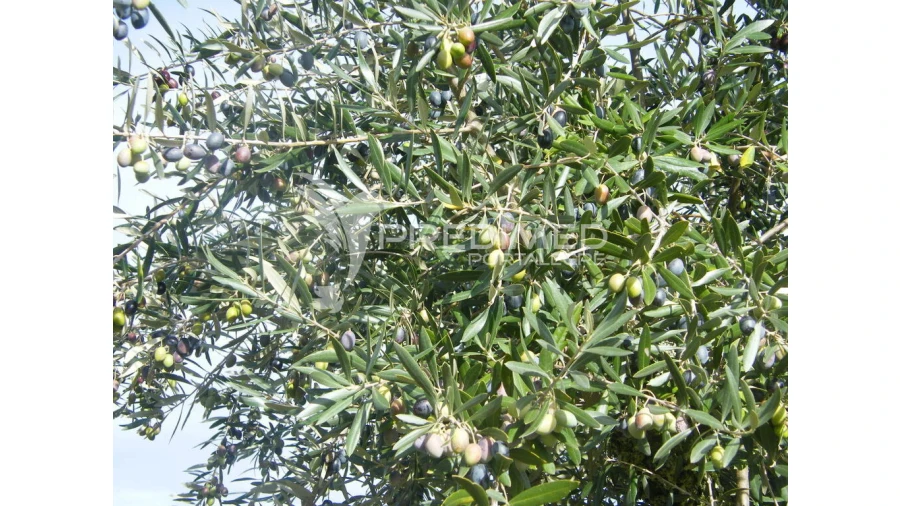 Terreno para Venda em Espírito Santo, Nossa Senhora da Graça e São Simão Foto 11