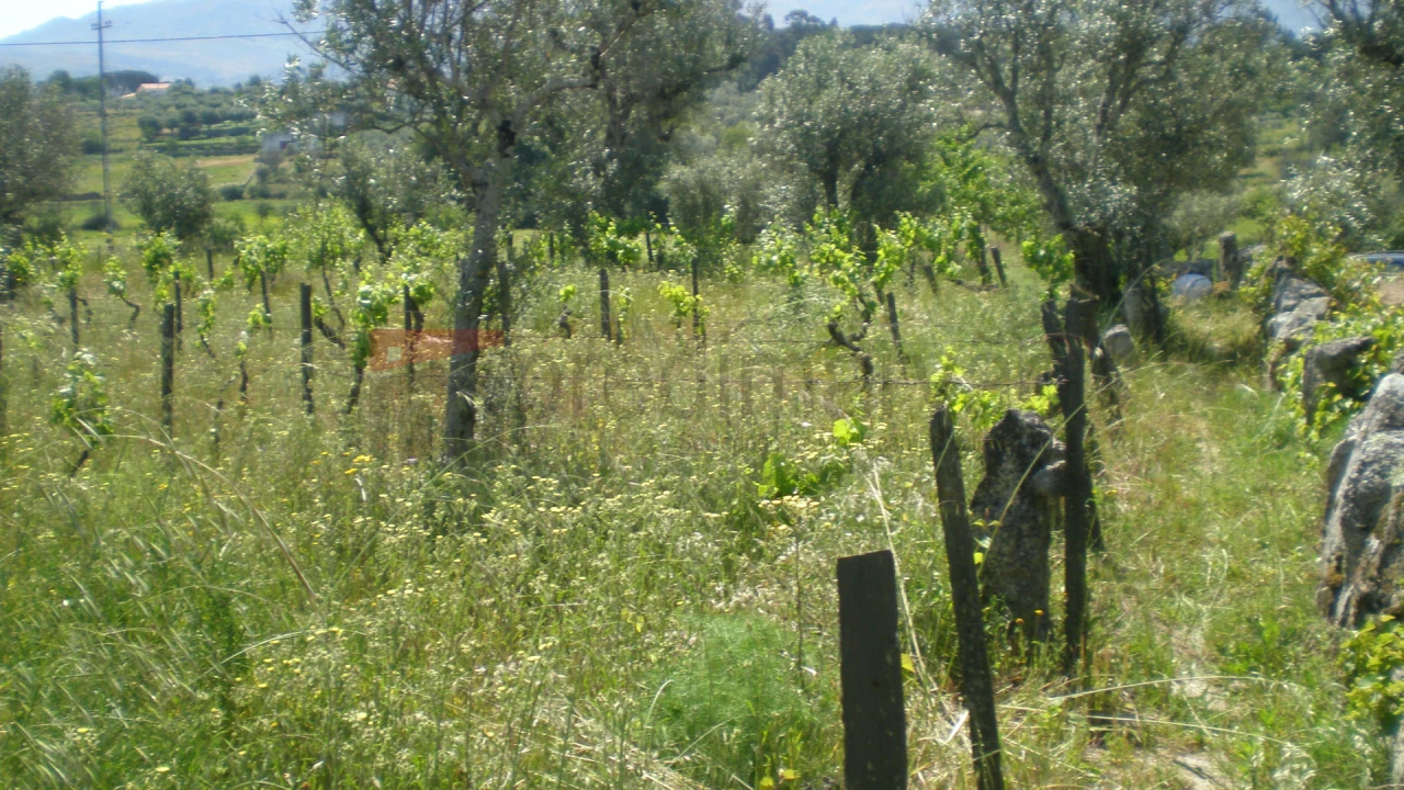 Terreno Agricola ou Rústico para Venda em Rio Torto e Lagarinhos Foto 4