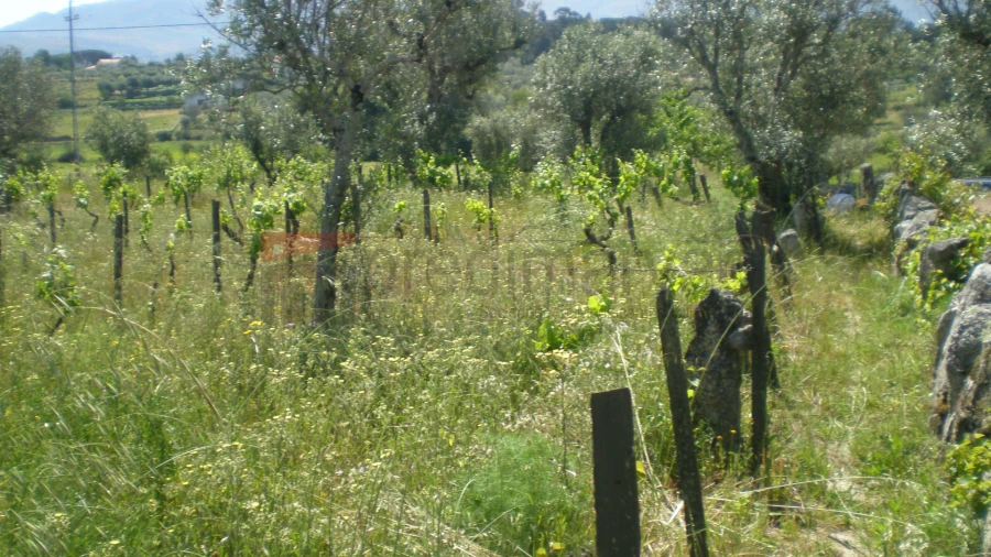 Terreno Agricola ou Rústico para Venda em Rio Torto e Lagarinhos Foto 4