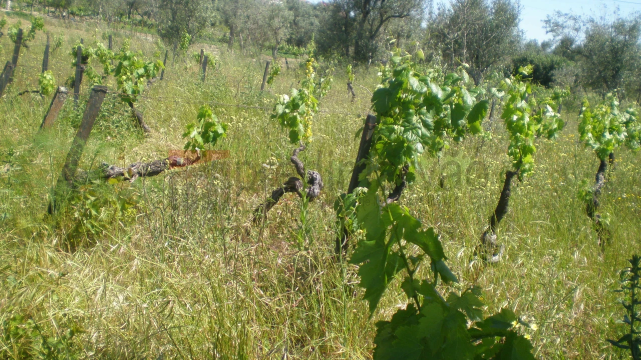 Terreno Agricola ou Rústico para Venda em Rio Torto e Lagarinhos Foto 2