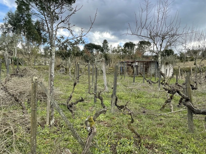Moradia T3 para Venda em Rio Torto e Lagarinhos Foto 18