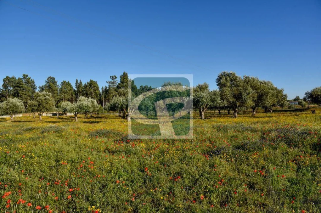 Quinta T1 para Venda em Vila Chã de Ourique Foto 17