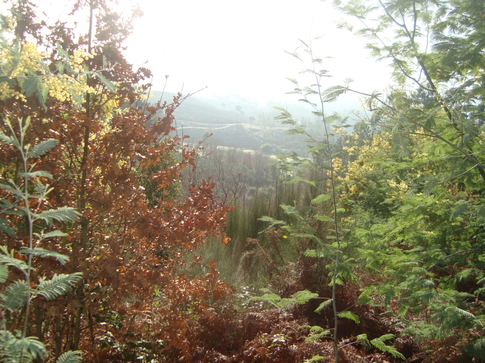 Terreno Misto para Venda em Fragosela Foto 4