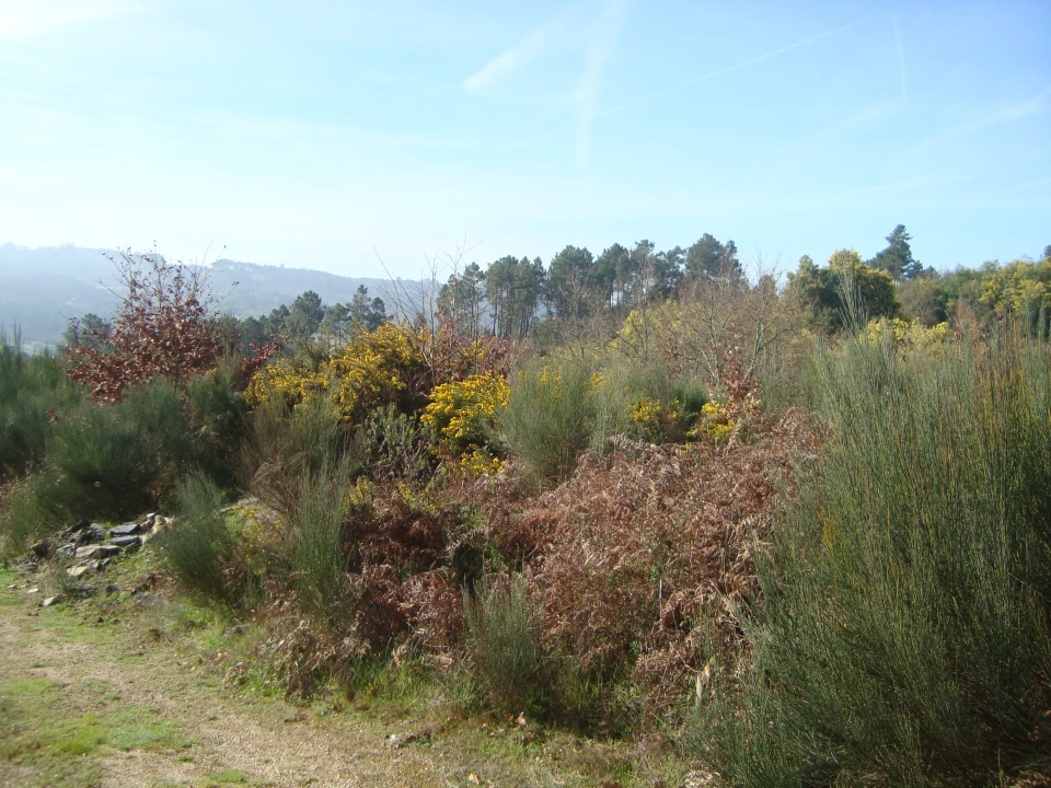 Terreno Misto para Venda em Fragosela Foto 3