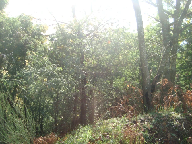 Terreno Misto para Venda em Fragosela Foto 7