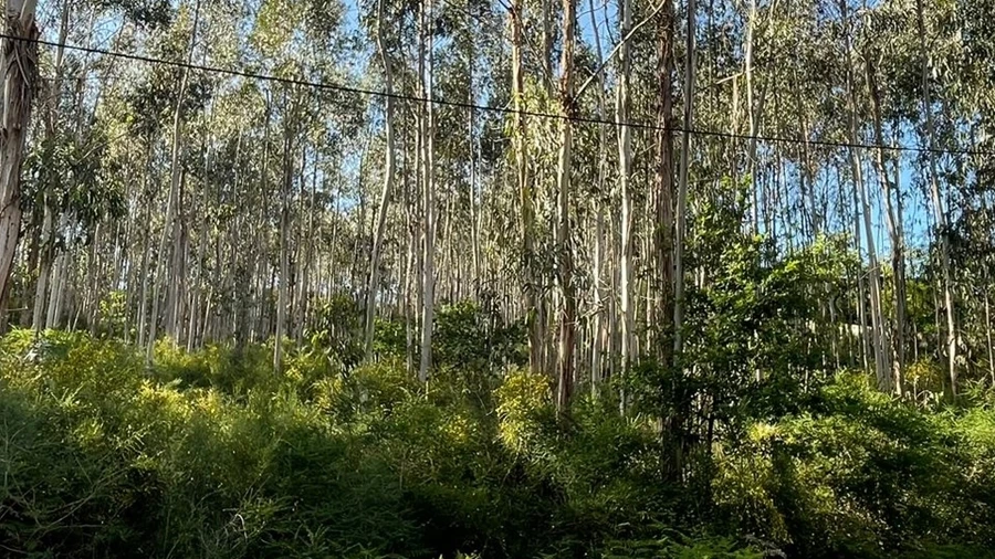 Terreno para Venda em Eiriz