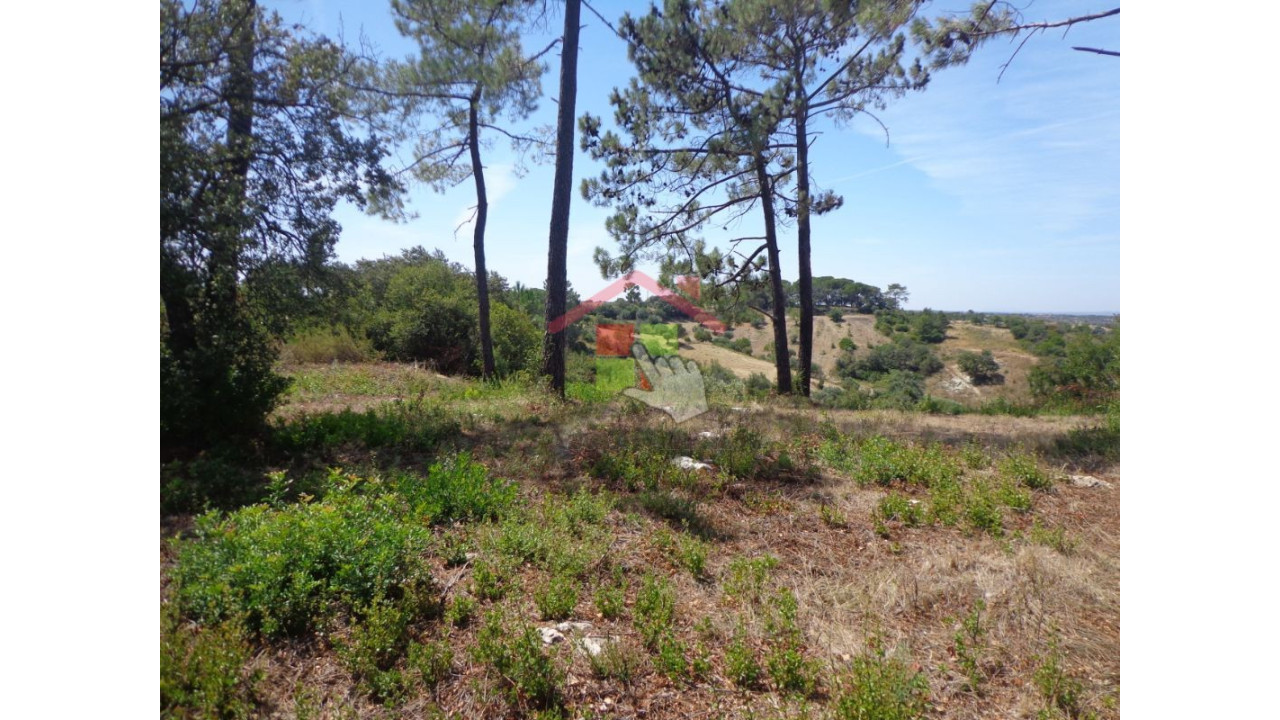 Terreno Agricola ou Rústico para Venda em Chancelaria Foto 6