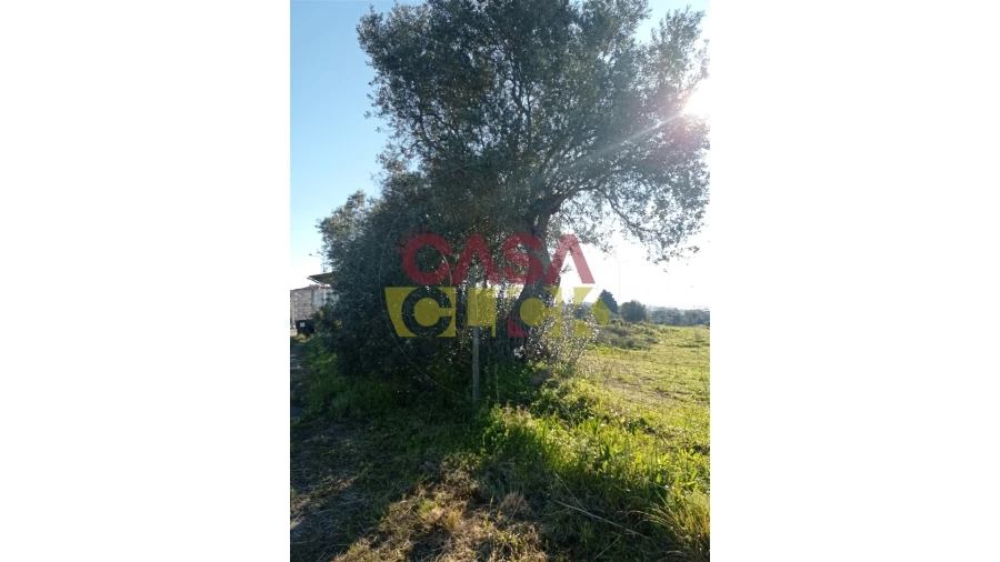 Terreno para Venda em Torres Novas (Santa Maria, Salvador e Santiago) Foto 11