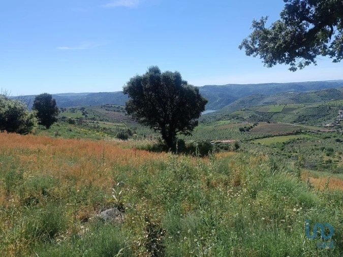 Terreno para Venda em Freixo de Espada a Cinta e Mazouco Foto 10