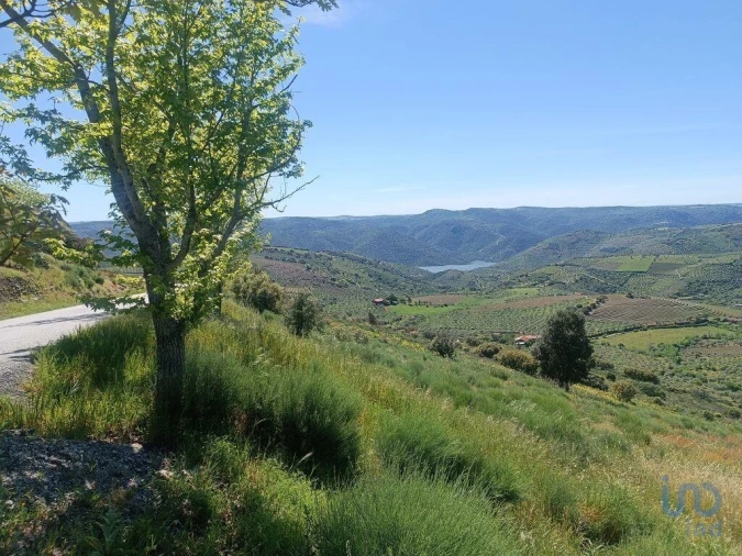 Terreno para Venda em Freixo de Espada a Cinta e Mazouco Foto 5