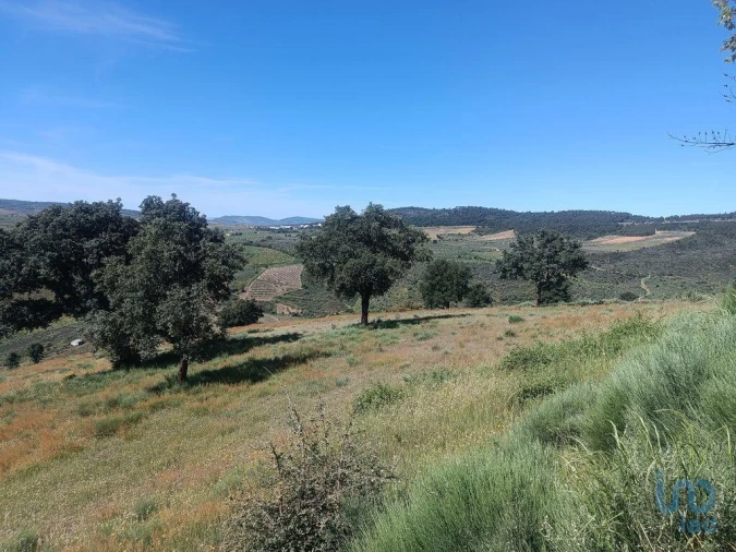 Terreno para Venda em Freixo de Espada a Cinta e Mazouco Foto 4