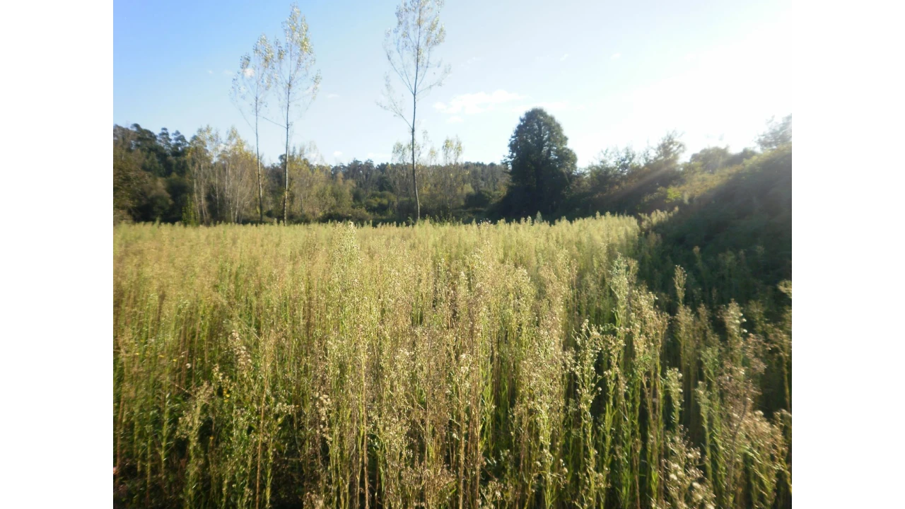Terreno para Venda em Sandim, Olival, Lever e Crestuma Foto 9