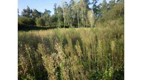 Terreno para Venda em Sandim, Olival, Lever e Crestuma