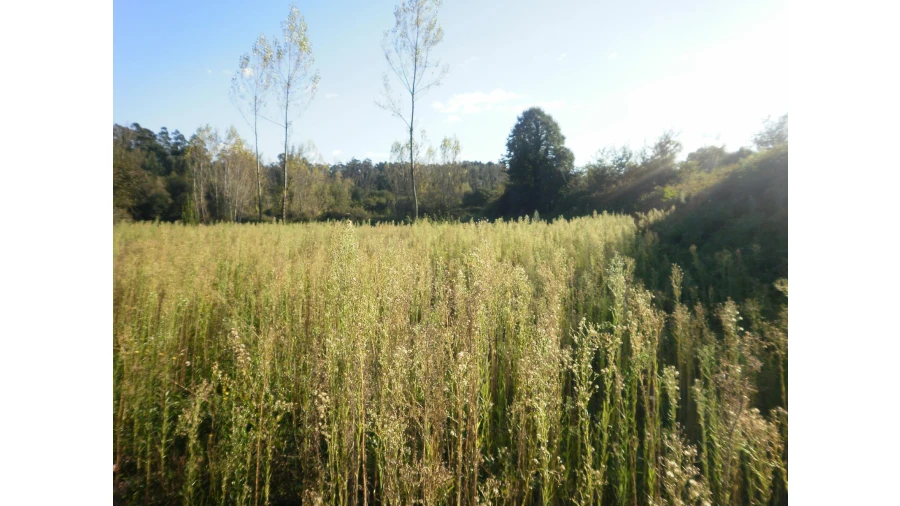 Terreno para Venda em Sandim, Olival, Lever e Crestuma Foto 9